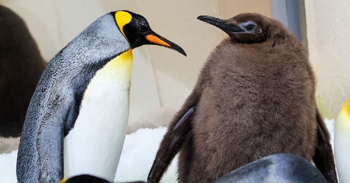 Pesto the “Chonky” Penguin Chick Captivates Katy Perry and the Internet