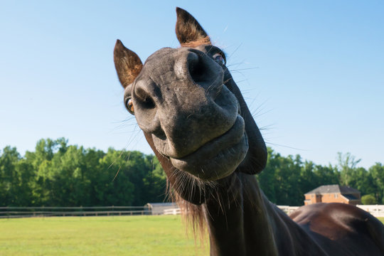 Neigh-Sayers No More: How Horses Have Individual Personalities and a Sense of Humor