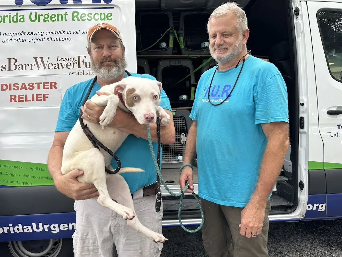 Shelter Dogs Evacuated Ahead of Hurricane Milton: Florida Urgent Rescue Races Against the Storm