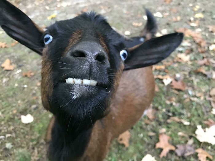 Goat Giggles: How Goats Have Individual Personalities and a Sense of Humor