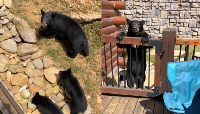 How to Bear-Proof Your Cabin in the Woods: A Guide to Staying Safe and Keeping Bears at Bay