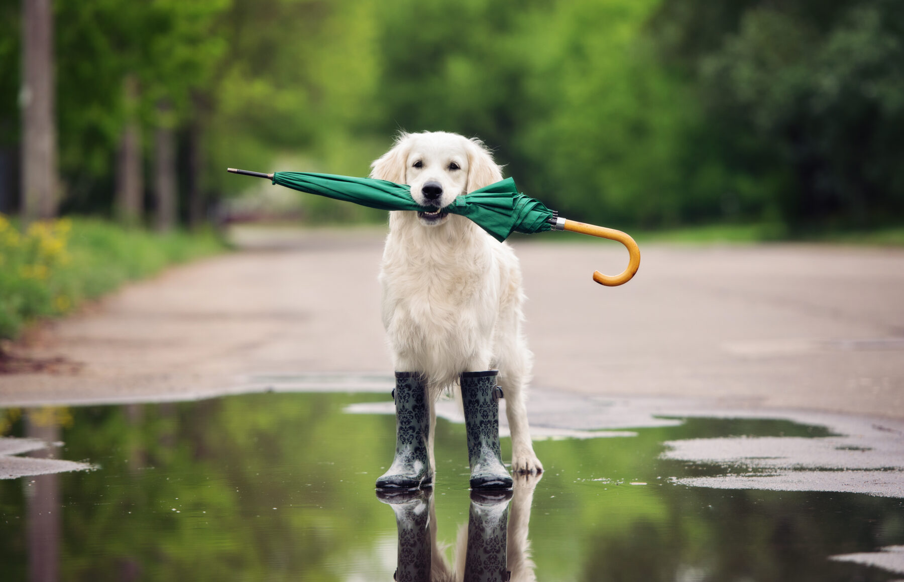 The Essential Guide to Keeping Pets Safe in Hurricanes