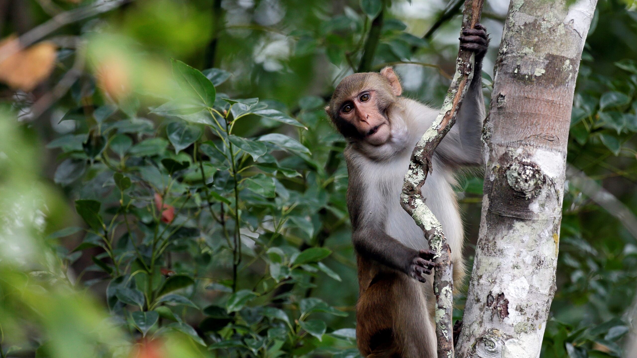 25 Monkeys Captured, 18 Still Loose in South Carolina