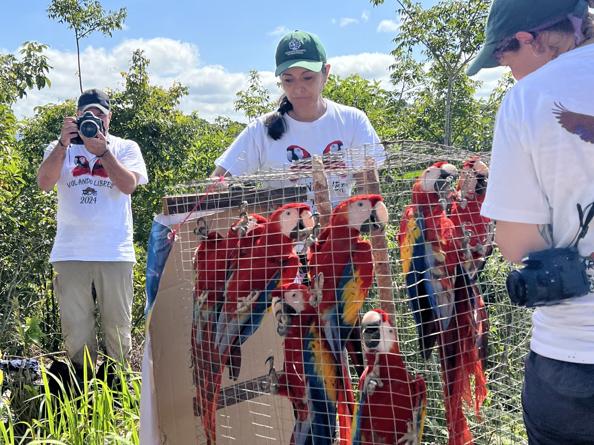 From Captivity to Freedom: 36 Wild Animals Released Back into the Guatemalan Jungle