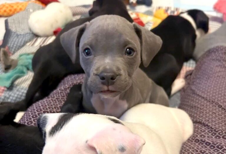 Struggling Puppy Thrives After Litter Adopts Him, Finds Home